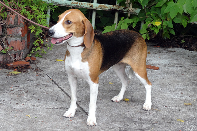 Шумка Рудковский87.JPG