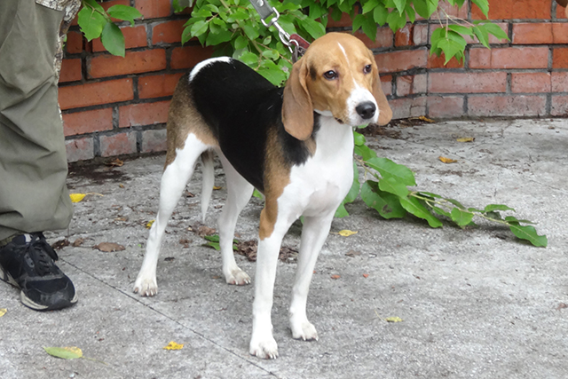 гармошка гармаш884 (1).JPG