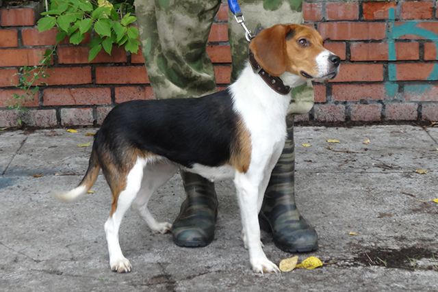 сойка колосов82.JPG