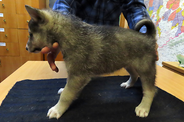 pamir памир.jpg