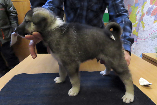 priboy прибой.jpg