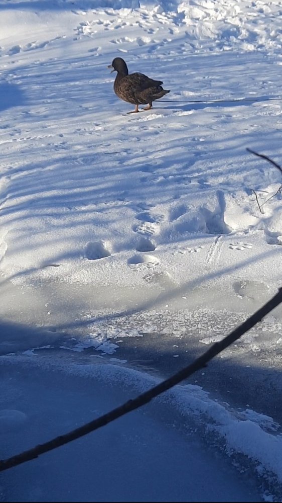 Screenshot_20220322-190715_Video Player.jpg