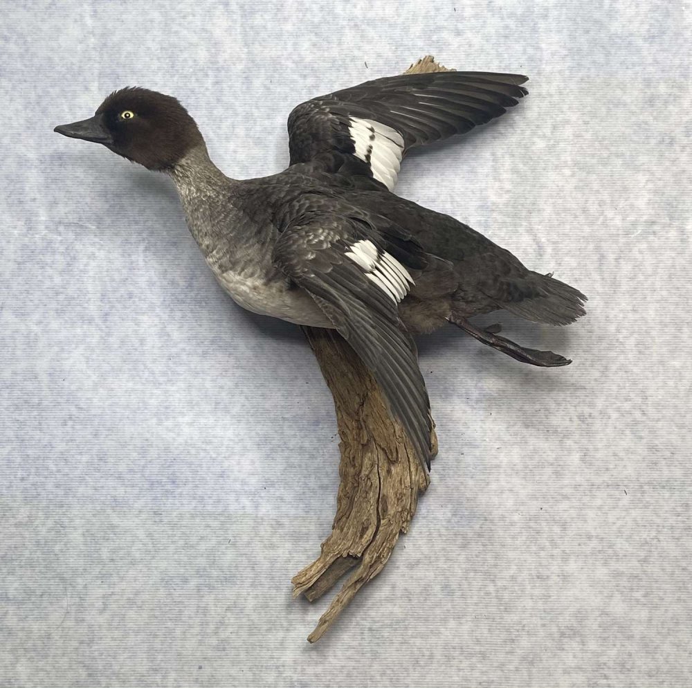 spectacular-vintage-taxidermy-flying-mounted-common-goldeneye_11768_main_size3.jpg