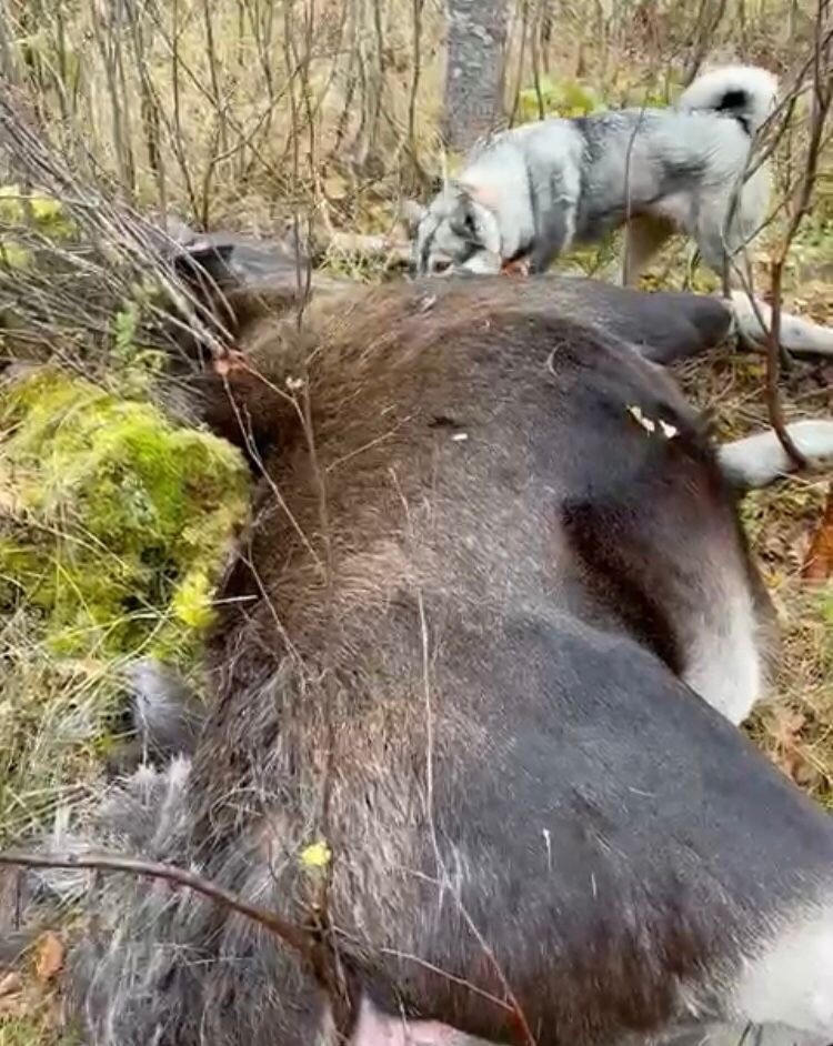 лосик из под норвежки.jpg