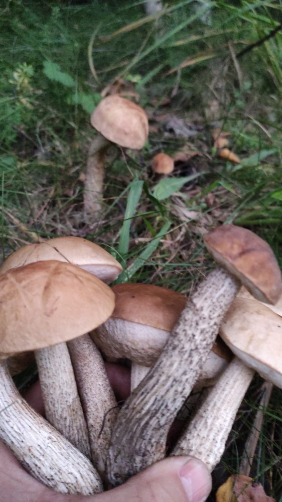 IMG-20220828-WA0173.jpeg