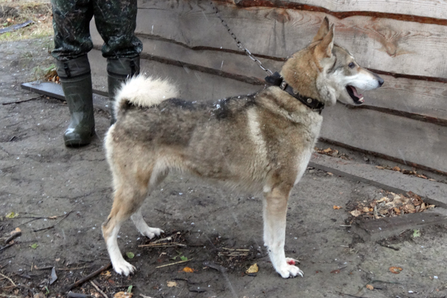 чуя тумашов 005483.JPG