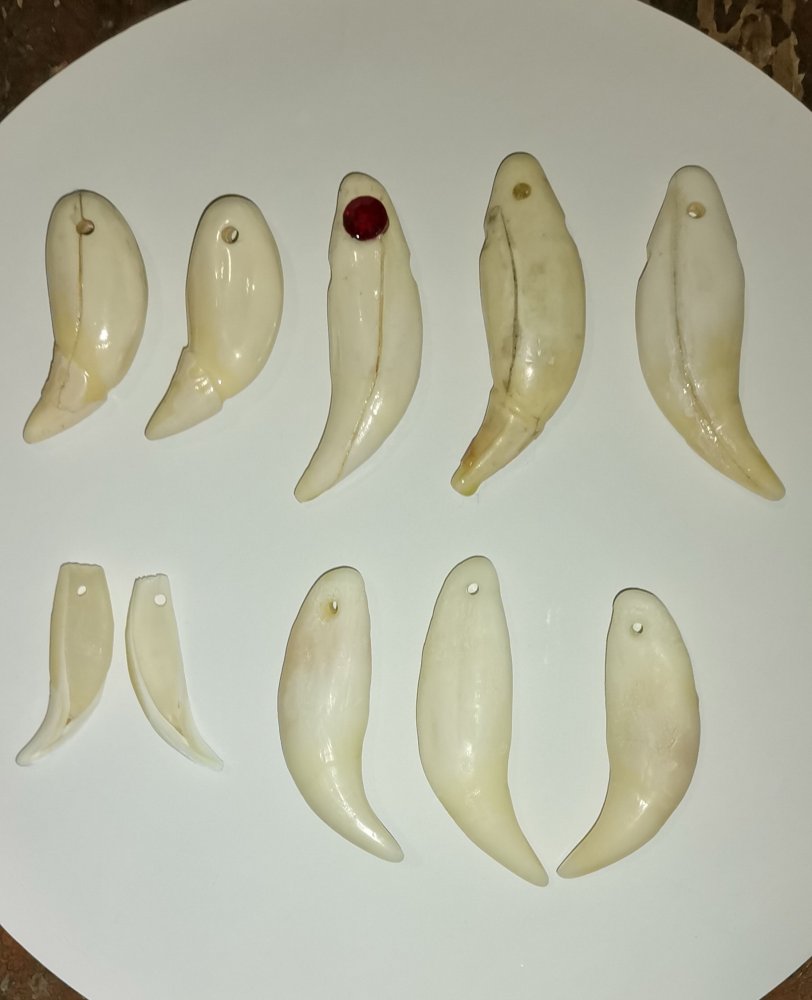 Клыки.jpg