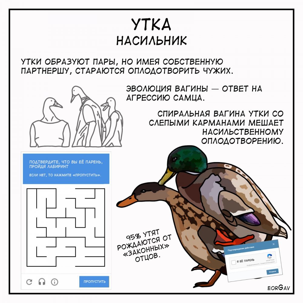 утка насильник.jpg