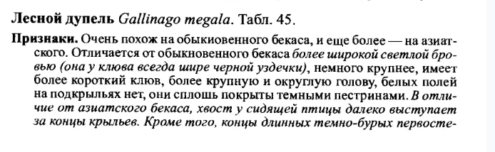 Лесной дупель.jpg