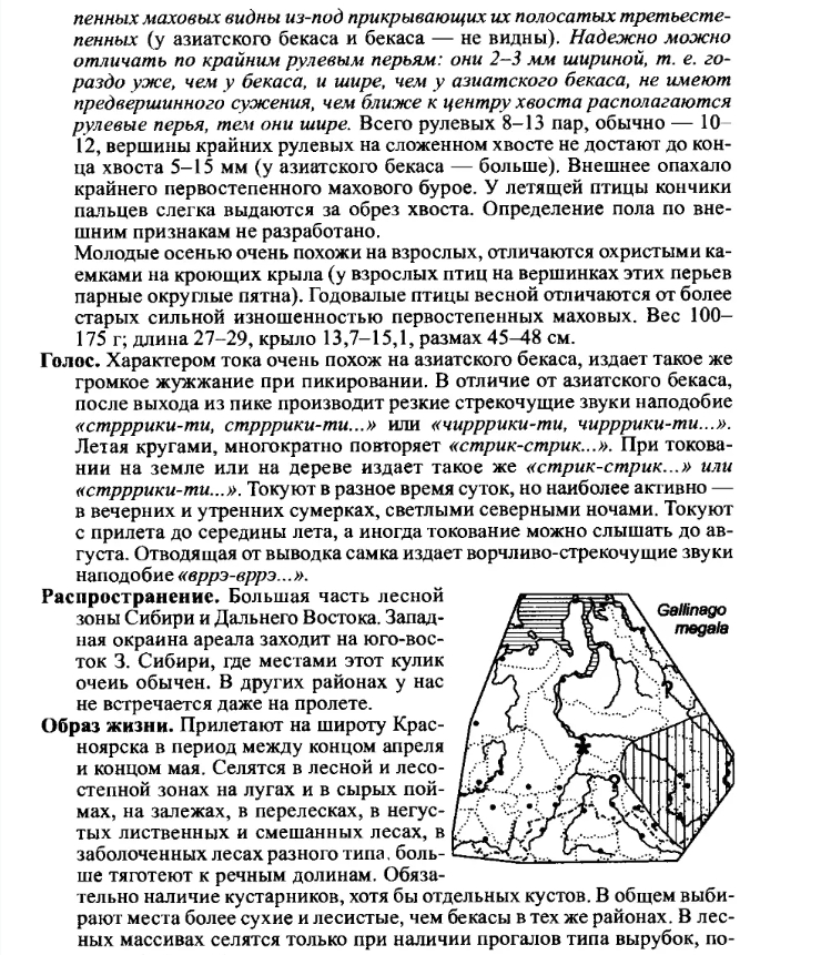 Лесной дупель.2jpg.jpg