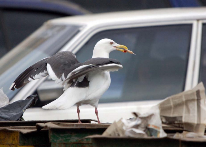 picture_of_the_day_magadan_gulls_1_703_1.jpg