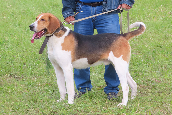 гобой, оводов.JPG