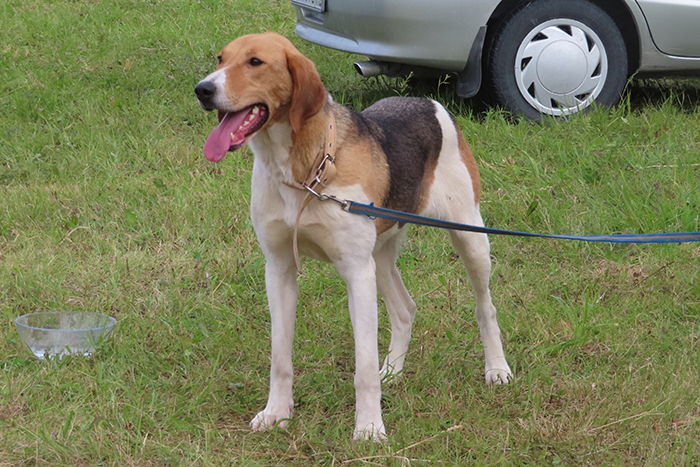 Звона Добшик.JPG