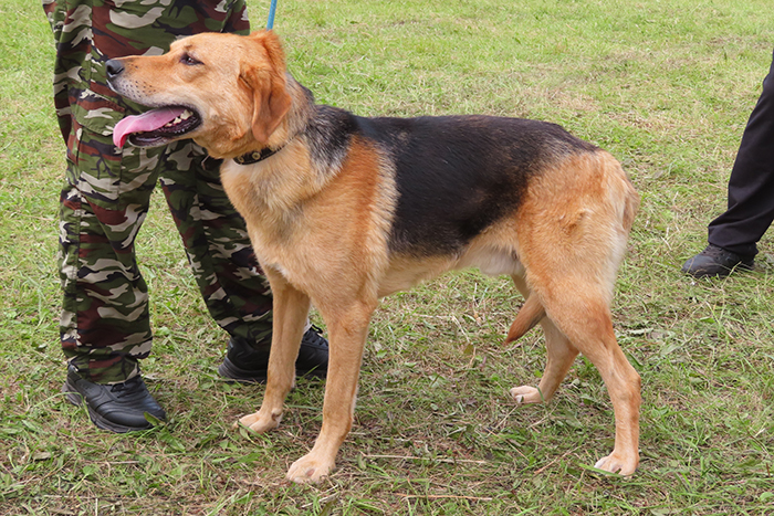 Напев Ковалев.JPG