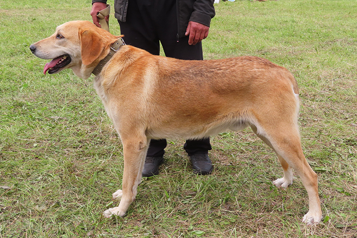 Шаман, Вараксин.JPG