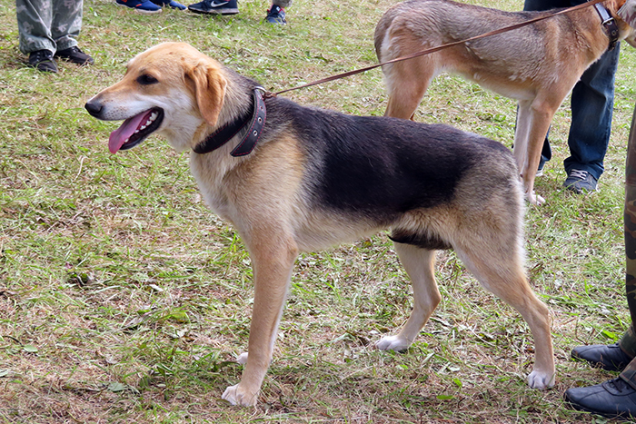 Басня Пурвин_4536.JPG