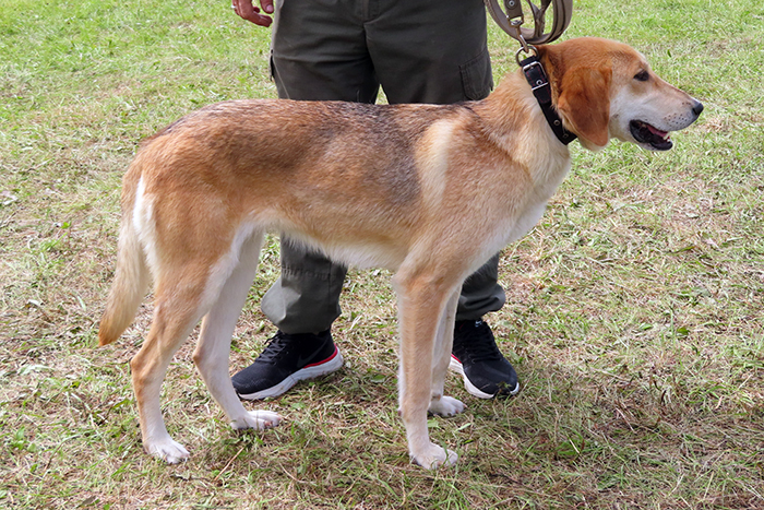 Скрипка Мухлаев_4533.JPG