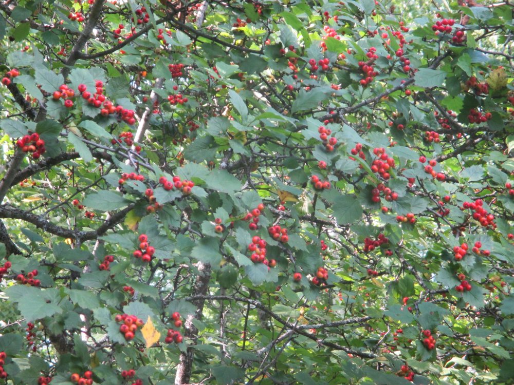 IMG_6353.JPG