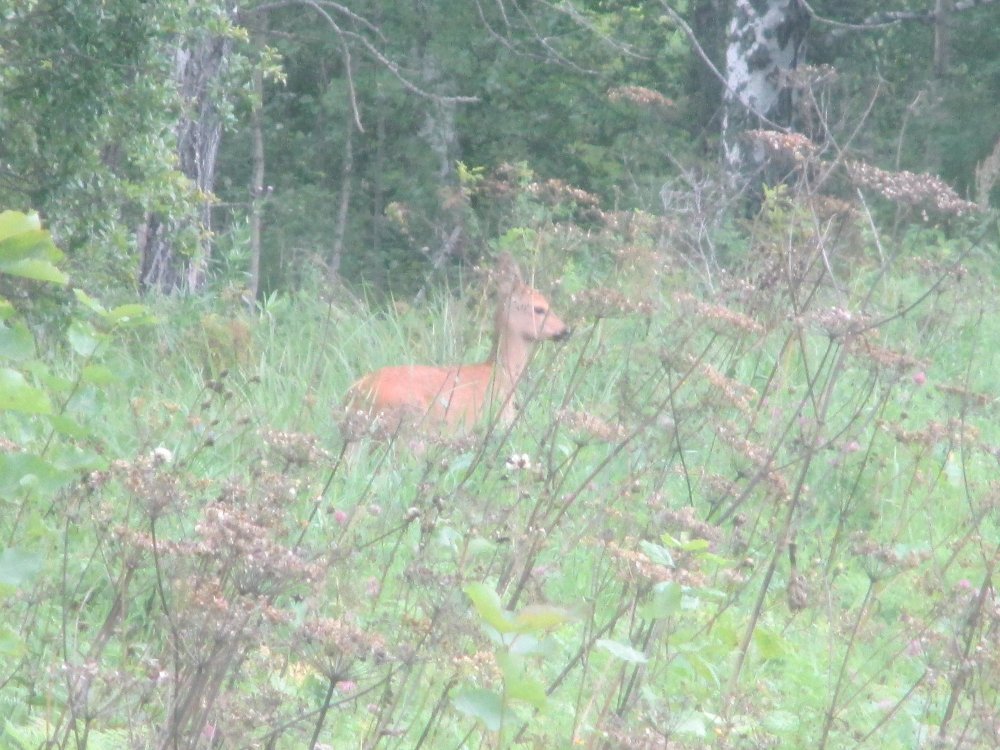 IMG_6429.JPG