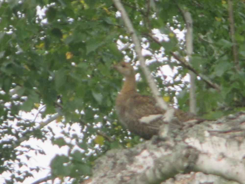 IMG_6436.JPG