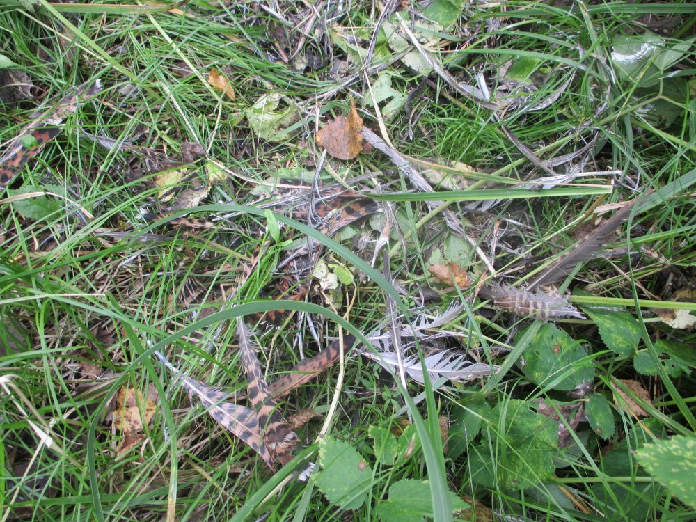 IMG_6458.JPG