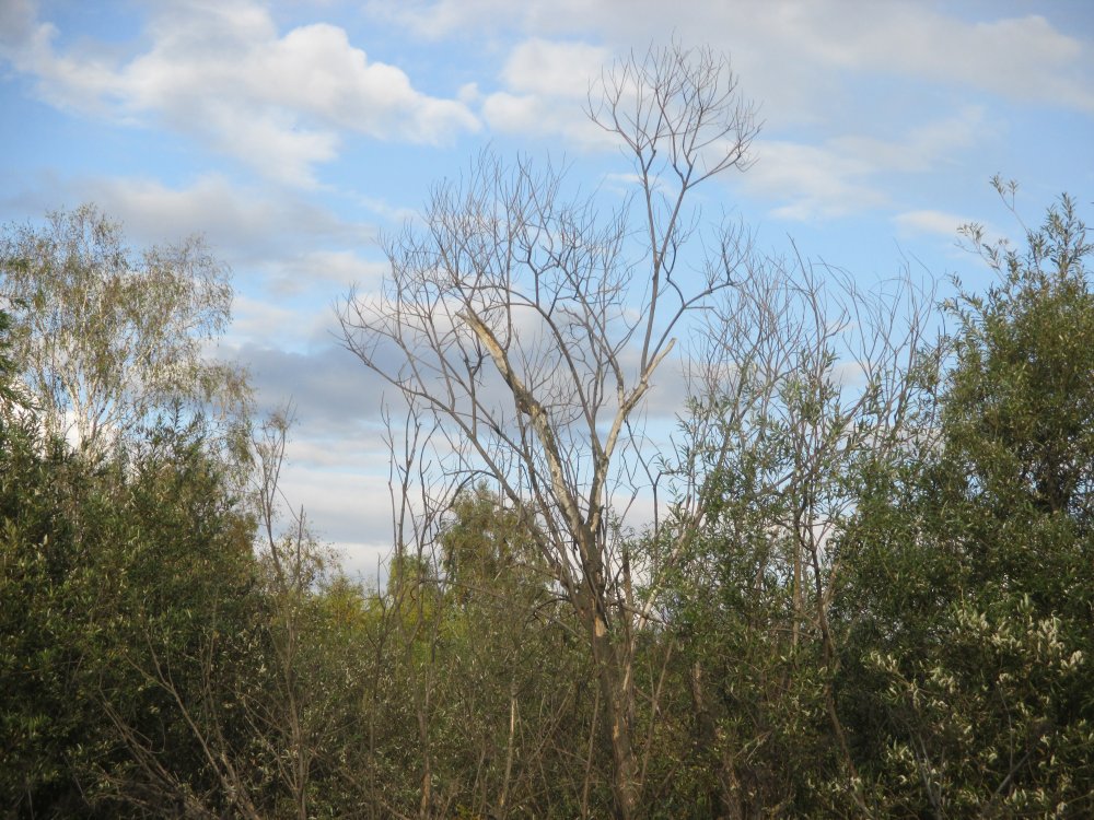 IMG_6495.JPG