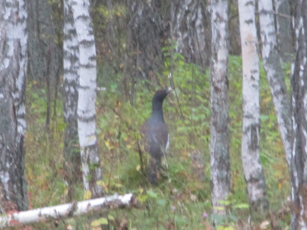 IMG_6529.JPG