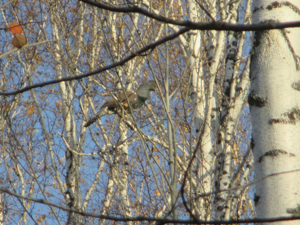 IMG_6667.JPG