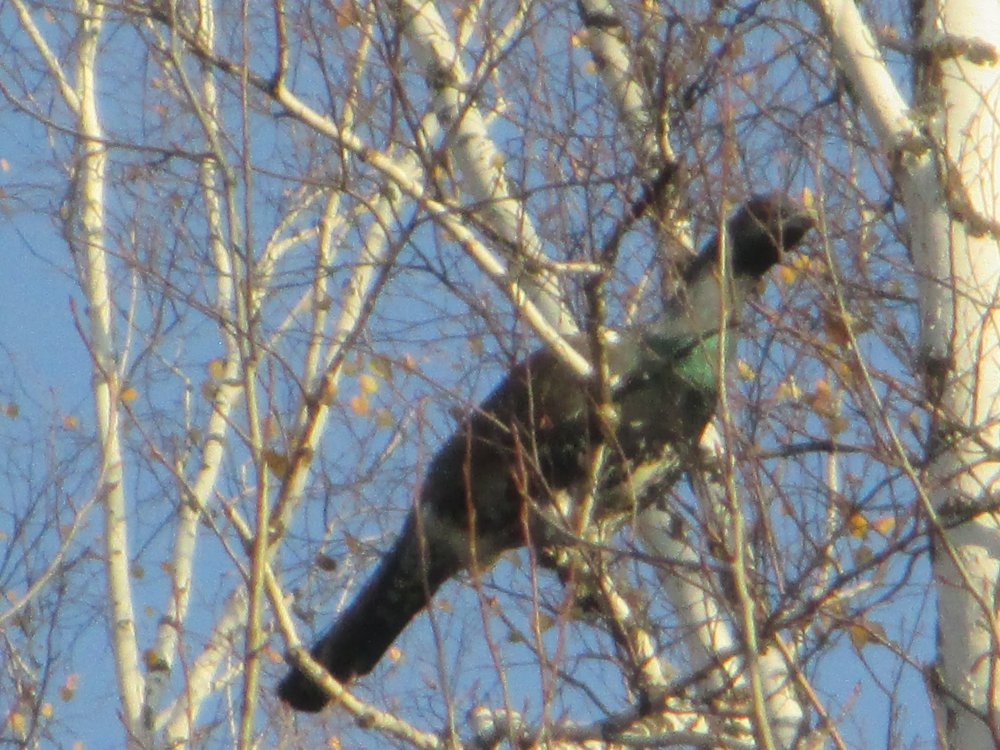 IMG_6670.JPG