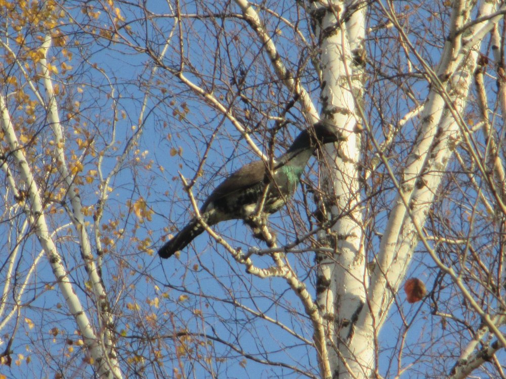 IMG_6671.JPG