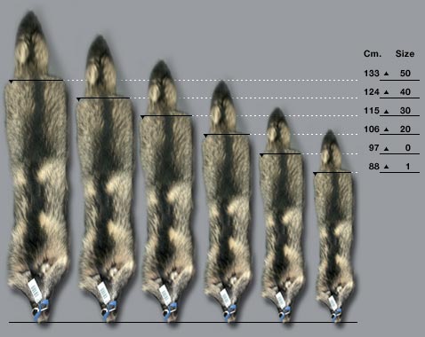 size_finnraccoon.jpg