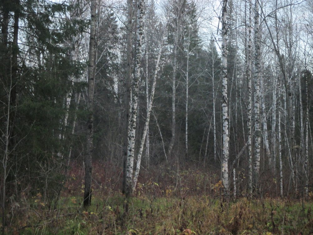 IMG_6739.JPG