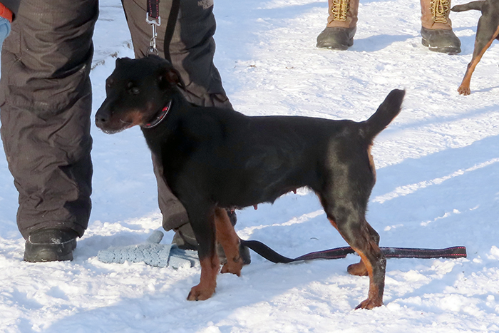 пумаIMG_5141.jpg