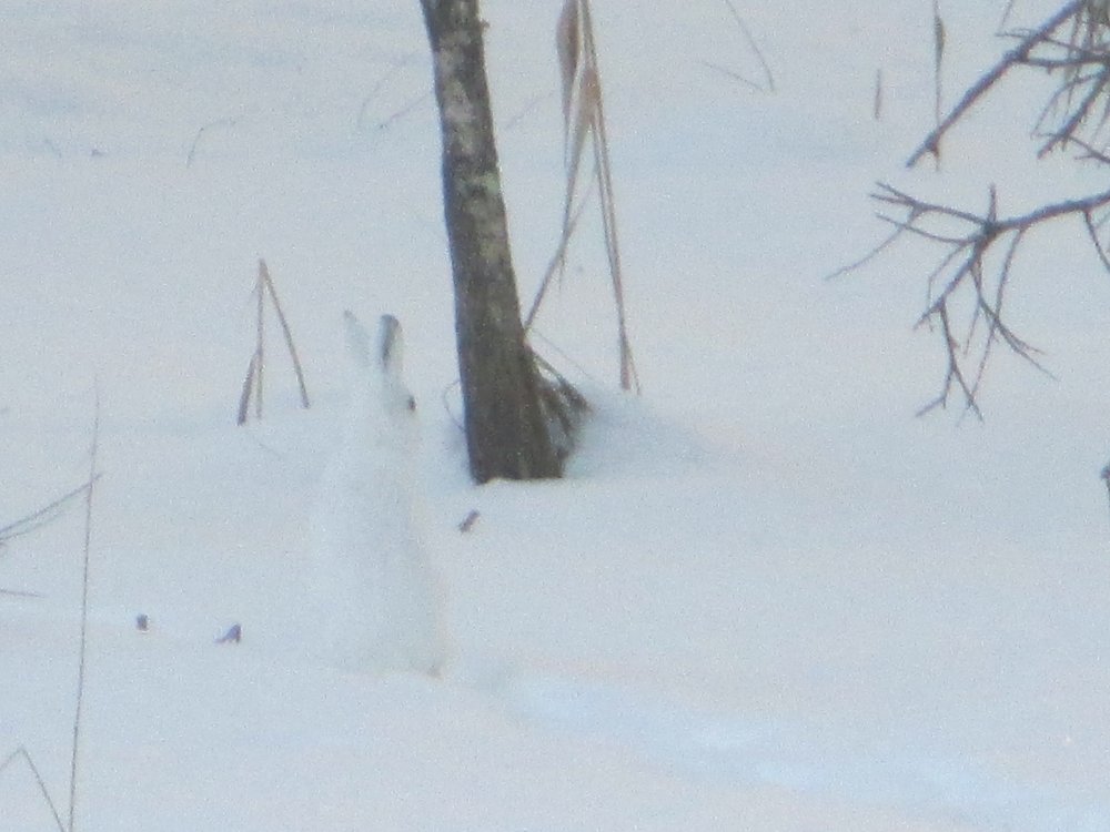 IMG_7056.JPG