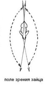 pole-zreniya-zayca 1.jpg