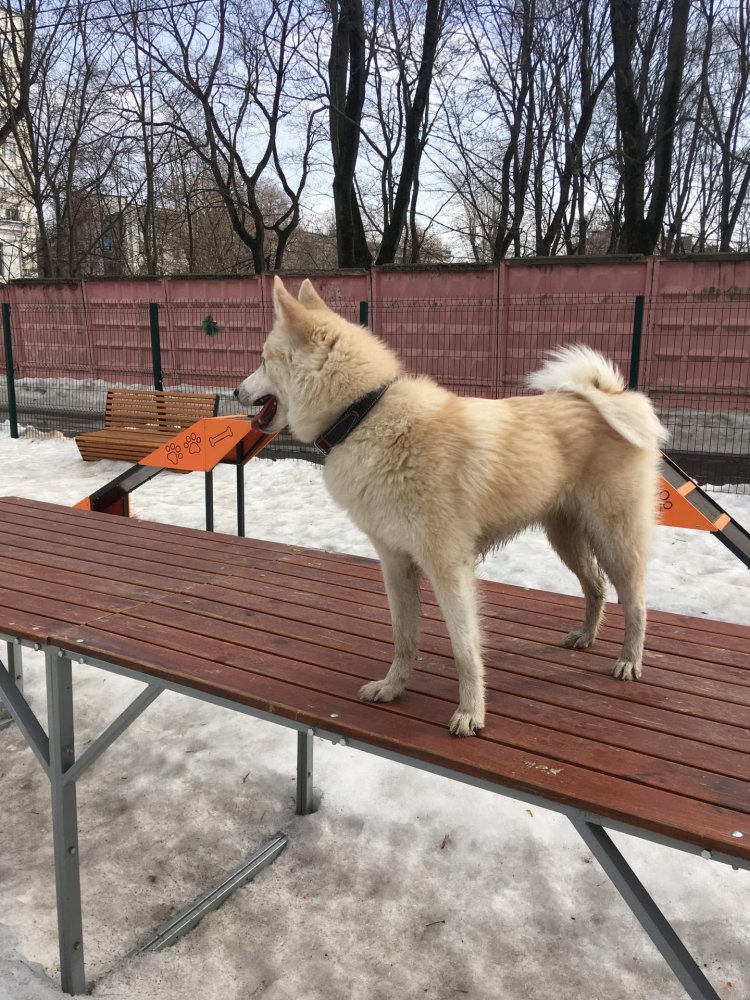 на выгуле.jpg