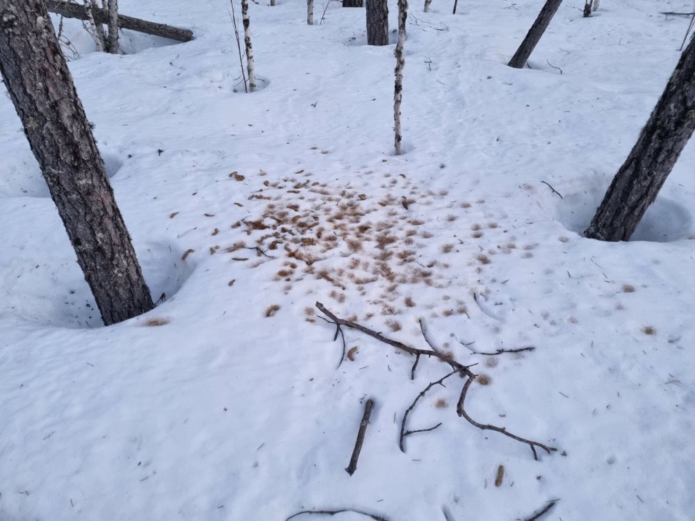изображение_viber_2024-04-19_11-45-41-050.jpg