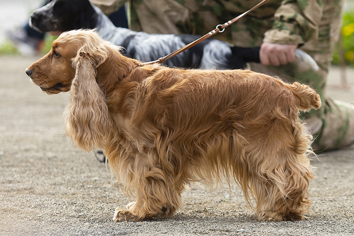 hessi хэсси хэмбелби для вэлларис.jpg