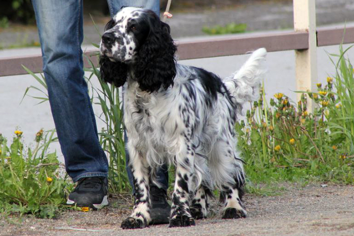 Oskar Оскар5275 (5).jpeg