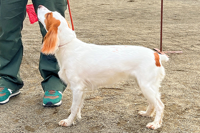 gessi гесси Сухоруков.JPG