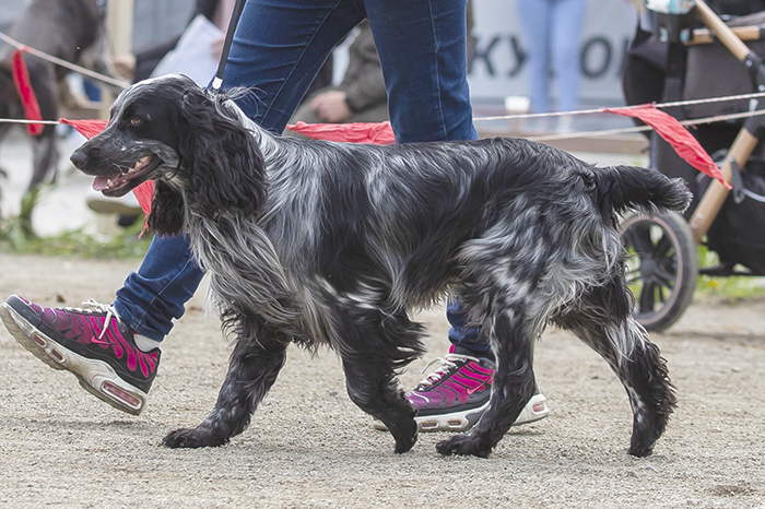 majlo Майло 3050.jpg