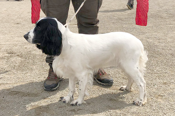 melga мельга78.JPG