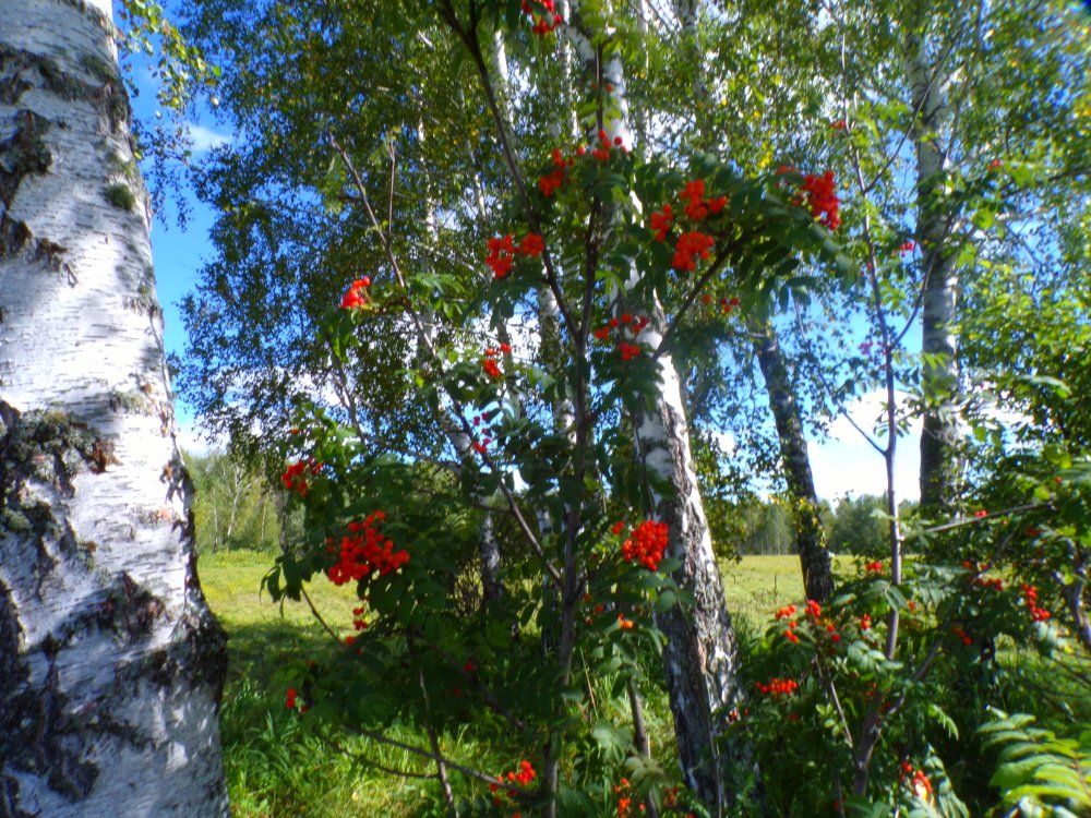 100_0423.JPG