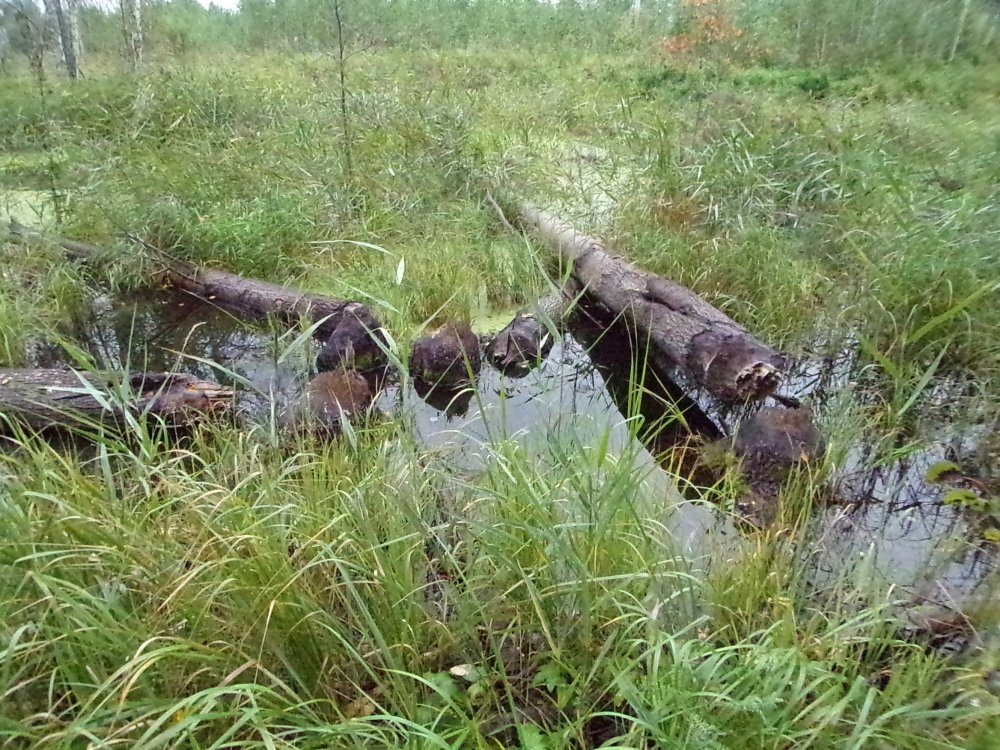 100_0553.JPG
