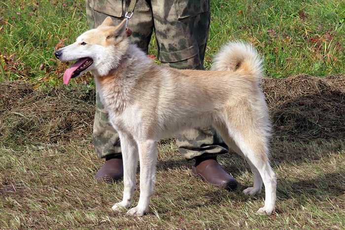 s-Schelma С-Шельма Казаков_8417.JPG