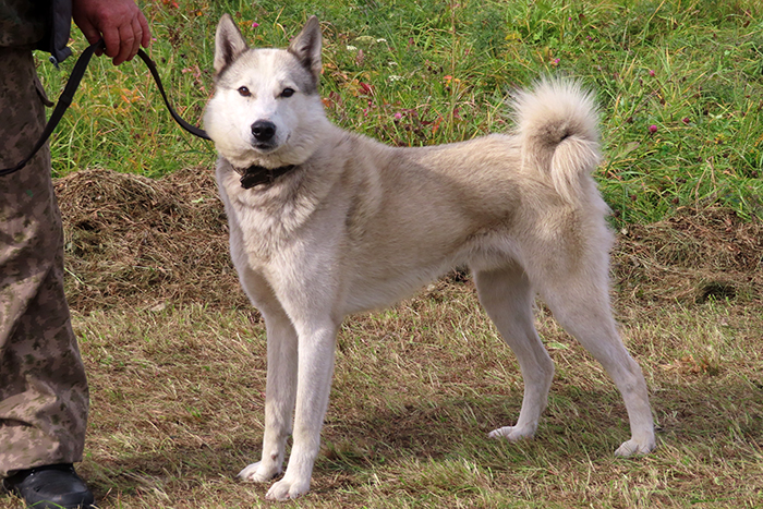 Schmel Шмель Тумашов_8427.JPG