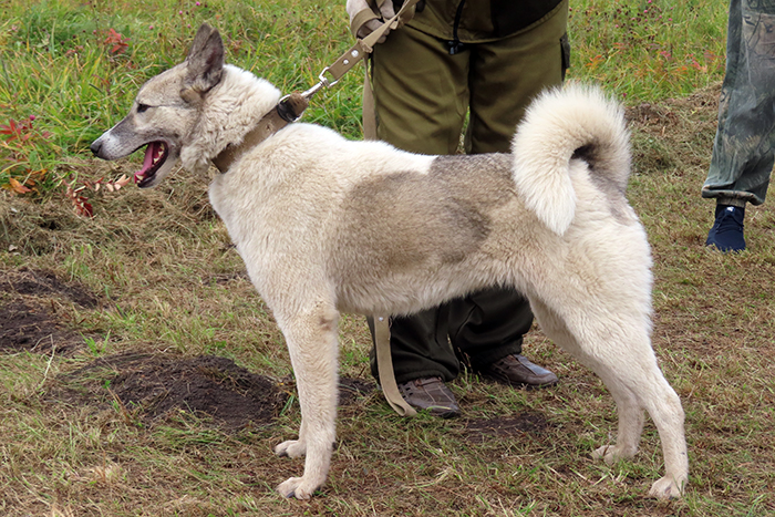 Kuriya Курья Овсянников_8448.JPG