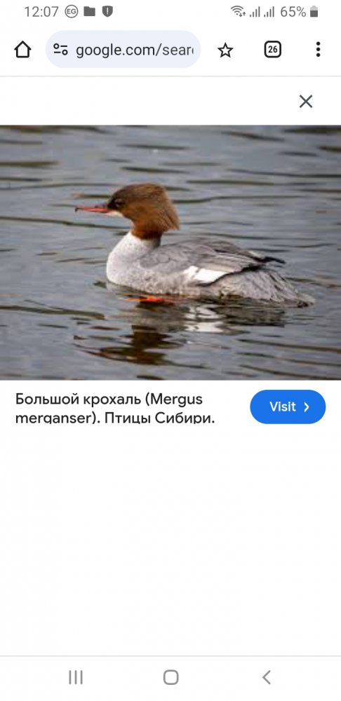Screenshot_20240928-120745_Chrome.jpg