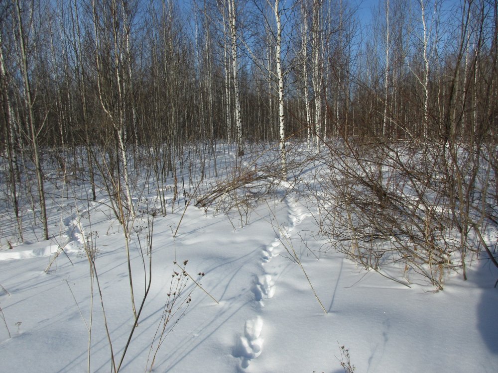 IMG_1135.JPG