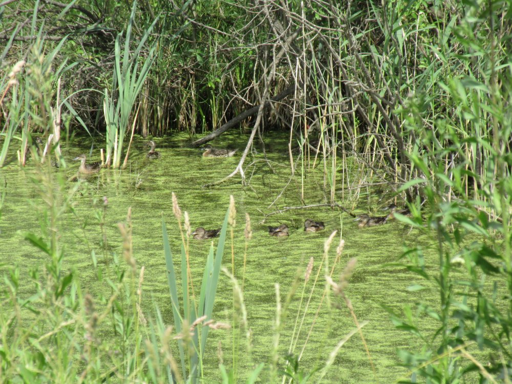 IMG_1639.JPG